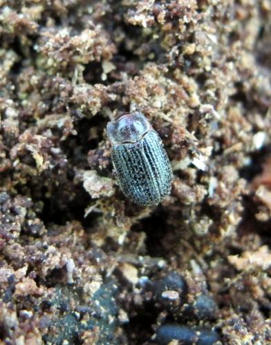 Trox perrisii