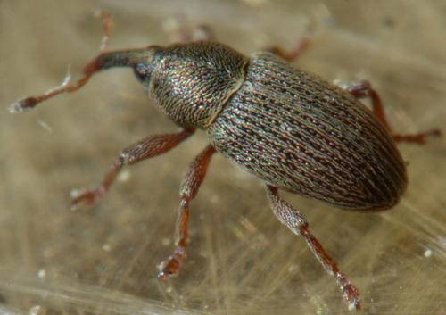 Réf. 84 955 : Tychius picirostris