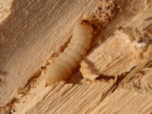 Variimorda sp.
