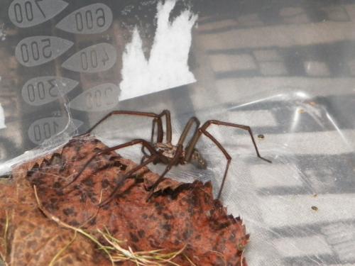 Tegenaria sp.