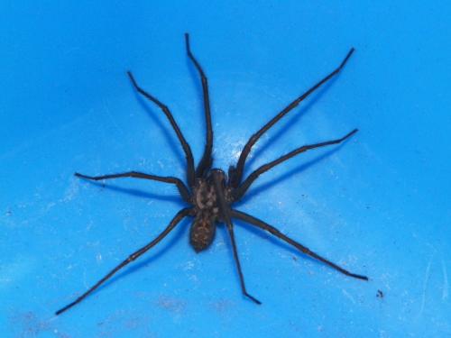 Tegenaria sp.