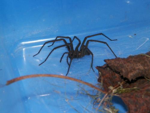 Tegenaria sp.