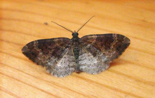 Réf. 84 977 : Xanthorhoe sp.