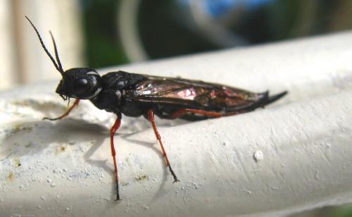 Xiphydria camelus