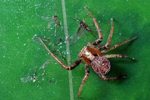 Xysticus sp.