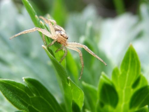 Réf. 84 284 : Xysticus ulmi