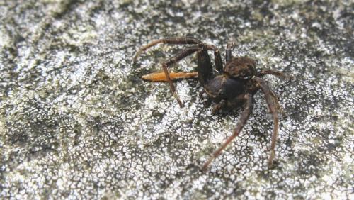Xysticus sp.