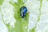 84579 – Photo : Nicolas Alric – France (12)