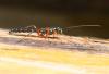 84941 – Photo : Patrick Straub – France (68)