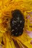 84399 – Photo : Nicolas Alric – France (12)