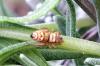 84811 – Photo : Nicolas Alric – France (12)