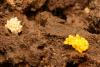 84573 – Photo : Pierre Gros – France (06)