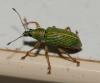 84554 – Photo : Régis Henry – France (57)