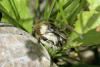 84779 – Photo : Bernard Choux – France (26)