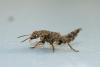 84534 – Photo : Bernard Choux – France (26)