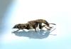 84533 – Photo : Bernard Choux – France (26)