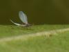 84158 – Photo : Pierre Gros – France (06)
