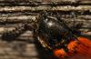 84255 – Photo : Christine DEVILLERS – Belgique