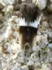 84272 – Photo : ADELSKI Adrien – France (60)