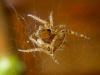 84866 – Photo : Jean DEXHEIMER – France (40)