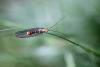 84971 – Photo : Gilles SALAMA – France (31)