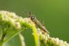 84718 – Photo : Joseph Rezeau – France (35)
