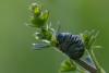 84531 – Photo : Joseph Rezeau – France (35)