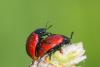 84623 – Photo : Joseph Rezeau – France (35)