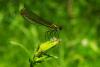 84578 – Photo : Bernard DELEFOSSE – France (26)