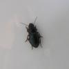 Harpalus rubripes