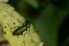 84457 – Photo : Fabricius – France (83)