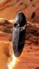 84687 – Photo : Clement Morin – France (74)