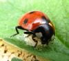 84670 – Photo : Pallas – France (95)