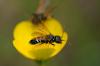84895 – Photo : C.gager – France (49)