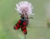 84124 – Photo : Patrick Decreus – France (93)