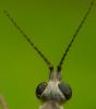 84744 – Photo : Philippe Legros – France (94)