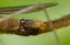 84755 – Photo : Philippe Legros – France (94)