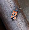 84030 – Photo : Patrick Decreus – France (46)