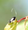 84316 – Photo : Patrick Decreus – France (93)
