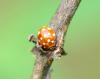 84315 – Photo : Patrick Decreus – France (93)
