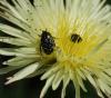 84088 – Photo : Patrick Decreus – France (34)