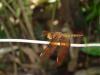 84374 – Photo : Alain BLED – Laos