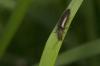 84473 – Photo : Michel Renou – France (91)