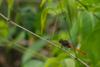 84569 – Photo : Denis Gaschignard – Guyane française