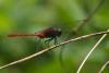 84570 – Photo : Denis Gaschignard – Guyane française