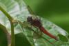 84960 – Photo : Denis Gaschignard – Guyane française