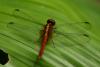 84902 – Photo : Denis Gaschignard – Guyane française
