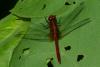 84903 – Photo : Denis Gaschignard – Guyane française