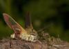 84904 – Photo : Francois Diemert – France (44)