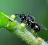 84166 – Photo : Picq Christophe – France (86)
